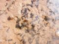 Discoglossus pictus